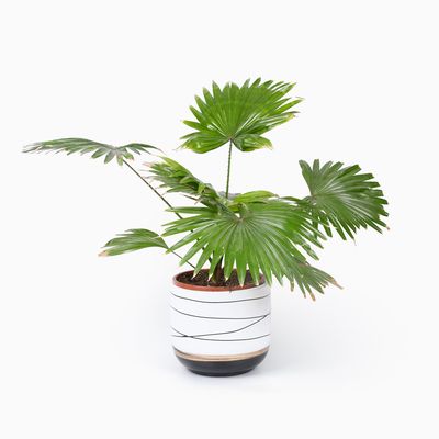 Bloempotten Binnen - Keramiek - Gouden Rand - Bloempot buiten - Afvoergat 24 - Small Set van 3 - 15 cm 3