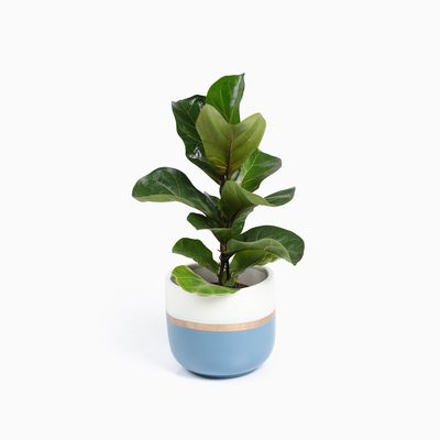 Bloempotten Binnen – Medium Set van 2 - Keramiek - Gouden Rand - Bloempot buiten - Afvoergat - ⌀19 cm – Wit Blauw / Navy