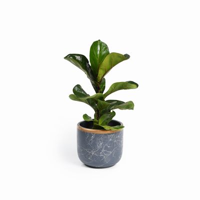 Bloempotten Binnen – Medium Set van 2 - Keramiek - Gouden Rand - Bloempot buiten - Afvoergat - ⌀19 cm – Medium - Grijs / Groen 1