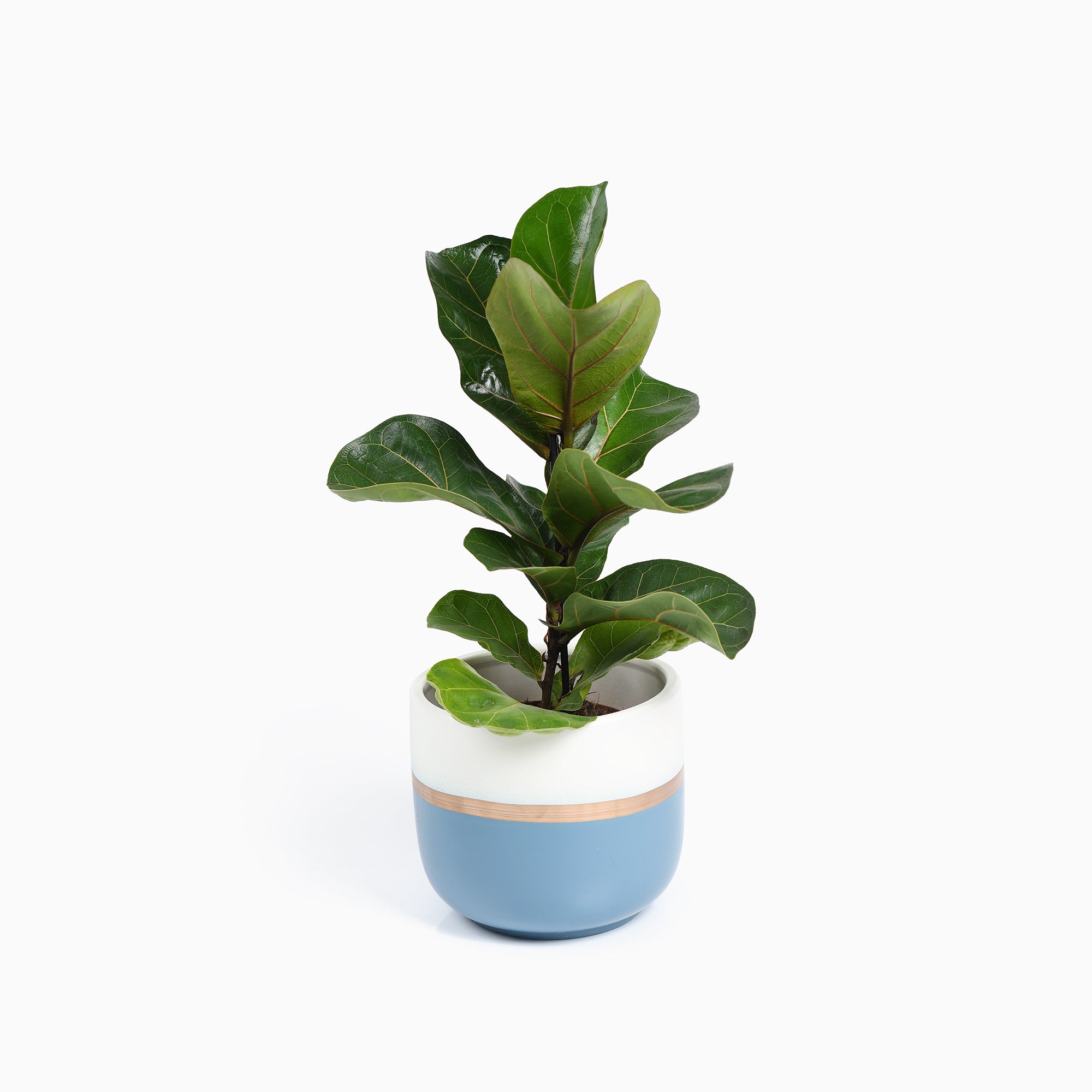 Bloempotten Binnen - Keramiek - Gouden Rand - Bloempot buiten - Afvoergat 24 cm - Blauw Wit – Groot