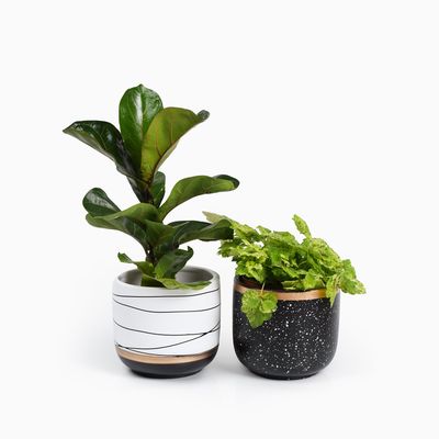 Bloempotten Binnen - Keramiek - Gouden Rand - Bloempot buiten - Afvoergat 24 cm - Zwart – Groot 1