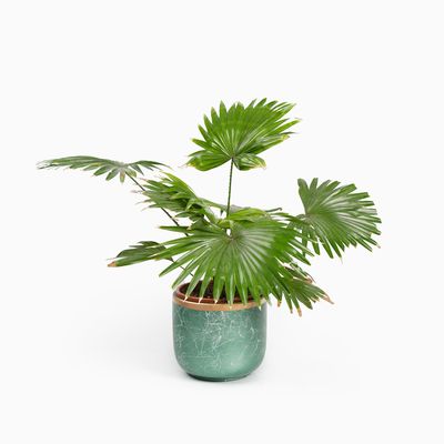 Bloempotten Binnen - Keramiek - Gouden Rand - Bloempot buiten - Afvoergat 24 cm - Groen – Groot